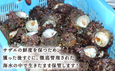 【お刺身に使えるほどの大粒！】海士が素潜りで獲った 大粒サザエ 2kg（8～12個） 《小値賀町》【小値賀町担い手公社】  [DAA020]