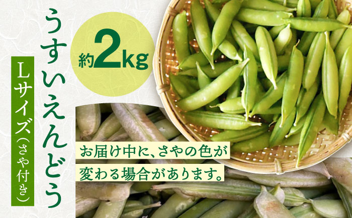 【先行予約】【2025年3月下旬～4月中旬発送分】うすいえんどう 約2kg ≪小値賀町≫【ながさき西海農協小値賀地区園芸部会】 ? えんどう エンドウ 実えんどう 野菜 常温 [DAT006]