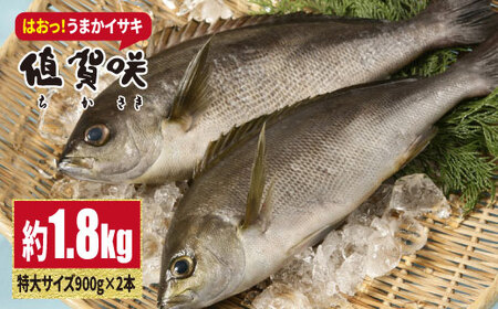 【日本一うまいイサキ】値賀咲（ちかさき）特大サイズ 約1.8kg（900g×2本）＜小値賀町担い手公社＞   [DAA010]