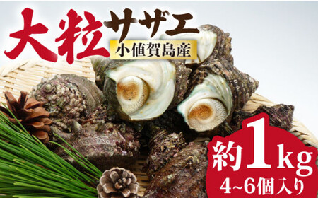 【お刺身に使えるほどの大粒！】海士が素潜りで獲った 大粒サザエ 1kg（4～6個）《小値賀町》【小値賀町担い手公社】   [DAA019]