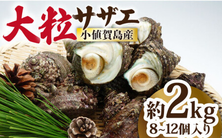 【お刺身に使えるほどの大粒！】海士が素潜りで獲った 大粒サザエ 2kg（8～12個） 《小値賀町》【小値賀町担い手公社】  [DAA020]