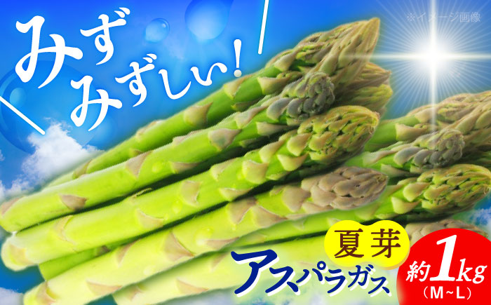 【先行予約】【2025年7月初旬～9月中旬発送分】アスパラガス (夏芽) 約1kg 《小値賀町》【ながさき西海農協小値賀地区園芸部会】  [DAT005]