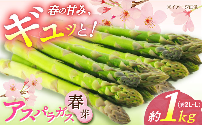【先行予約】【2025年3月中旬～4月中旬発送分】アスパラガス（ 春芽 ）約1kg 《小値賀町》【ながさき西海農協小値賀地区園芸部会】  アスパラガス [DAT004]