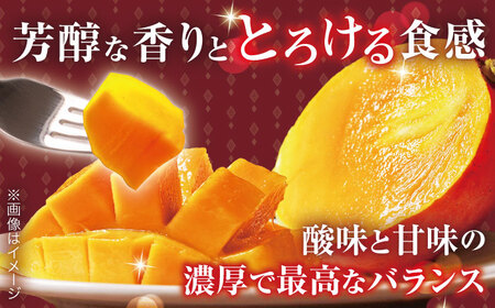 【訳あり】完熟プレミアム プリンセス マンゴー 不揃い 約1kg 訳ありマンゴー 訳あり マンゴー ワケありマンゴー【堀内フルーツファーム】 [QAT009] [QAT009]