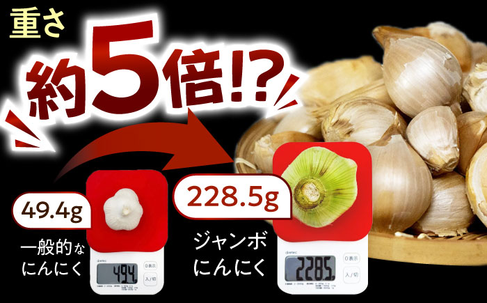 佐々町産ジャンボニンニク1kg [QAT021]
