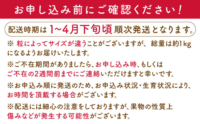 【先行予約・1月発送開始】佐々町産 いちご 「ゆめのか」約1.0kg （250g×4パック）【市丸農園 いちご研究室】 [QBF001] [QBF001]