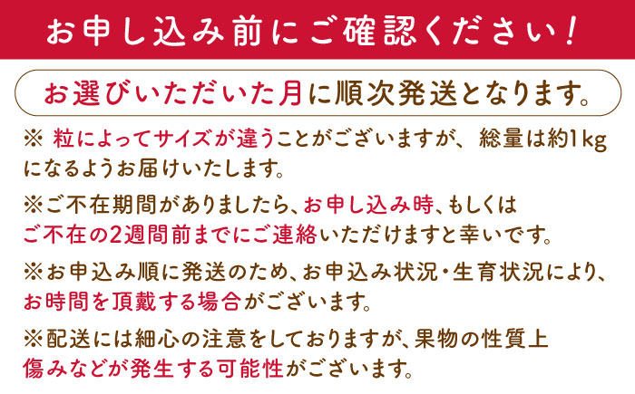 【先行予約・全3回定期便】佐々町産 いちご 「ゆめのか」約1.0kg （250g×4パック）/回 （総量計3.0kg）【市丸農園 いちご研究室】 [QBF003] [QBF003]