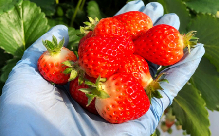 【先行予約・全4回定期便】佐々町産 いちご 「ゆめのか」約1.0kg （250g×4パック）/回 （総量計4.0kg）【市丸農園 いちご研究室】 [QBF004] [QBF004]