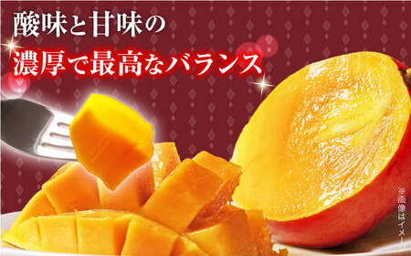【先行予約】【心地よい至福の果肉感！】完熟プレミアム プリンセス マンゴー 2L×2玉 完熟マンゴー 高品質マンゴー まんごー 【堀内フルーツファーム】 [QAT007] [QAT007]