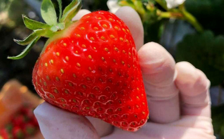 【先行予約・全4回定期便】佐々町産 いちご 「ゆめのか」約1.0kg （250g×4パック）/回 （総量計4.0kg）【市丸農園 いちご研究室】 [QBF004] [QBF004]