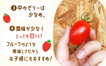 【先行予約】ミニ トマト アイコ 1.0kg [QBG001] とまと ミニ トマト アイコ トマト