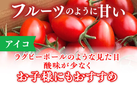 【先行予約】ミニ トマト アイコ＆小鈴キング 総計4.5kg [QBG004] トマト ミニ とまと 野菜 トマト