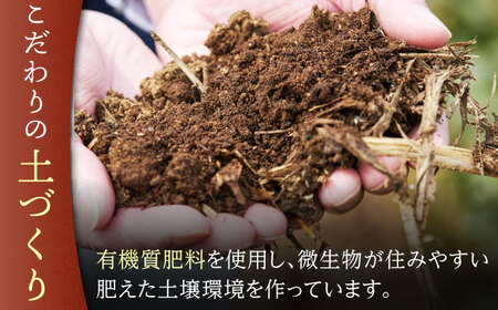 【有機栽培茶】一煎茶 ティーバッグ 贅沢 7種 飲み比べ セット （各3g×10個入）【宝緑園】 [QAH031] [QAH031]