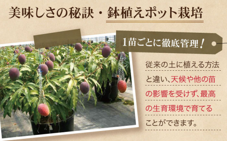 【極上完熟マンゴー使用】完熟プレミアム プリンセス マンゴー カレー 200g×5袋 【堀内フルーツファーム】 [QAT010] [QAT010]