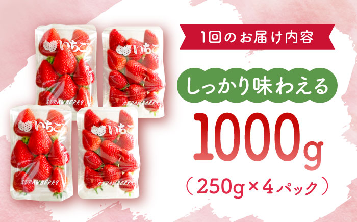 【先行予約・全3回定期便】佐々町産 いちご 「ゆめのか」約1.0kg （250g×4パック）/回 （総量計3.0kg）【市丸農園 いちご研究室】 [QBF003] [QBF003]