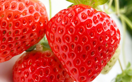 【先行予約・全4回定期便】佐々町産 いちご 「ゆめのか」約1.0kg （250g×4パック）/回 （総量計4.0kg）【市丸農園 いちご研究室】 [QBF004] [QBF004]