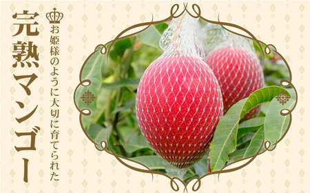 【先行予約】【心地よい至福の果肉感！】完熟プレミアム プリンセス マンゴー 2L×2玉 完熟マンゴー 高品質マンゴー まんごー 【堀内フルーツファーム】 [QAT007] [QAT007]