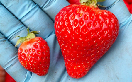 【先行予約・全4回定期便】佐々町産 いちご 「ゆめのか」約1.0kg （250g×4パック）/回 （総量計4.0kg）【市丸農園 いちご研究室】 [QBF004] [QBF004]