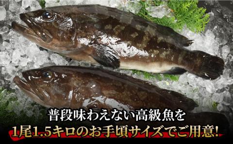 【12/18入金分まで年内発送】【幻の超高級魚をご家庭で】 養殖 クエ まるごと 1.5kg×2尾 鮮魚 魚介類 【豊建設株式会社】 [RAE003]