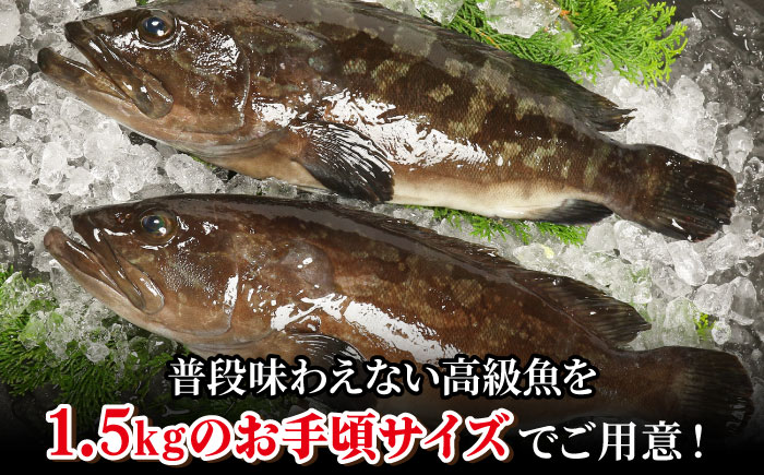 【幻の超高級魚をご家庭で】養殖 クエ まるごと 1.5kg×1尾【豊建設株式会社】 [RAE018]
