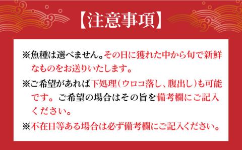 【下処理可】 五島列島産 旬の鮮魚 セット 3種類以上（3～4kg） 魚介類 鮮魚 【有川町漁業協同組合】 [RBH002]