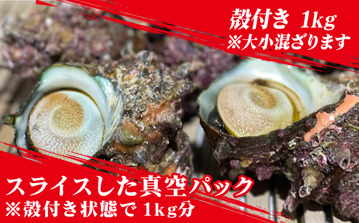 【その日に獲れたものをその日に発送！】 鮮度抜群 新上五島町産 活サザエ 殻付き1kg+殻付き1kg分のスライス 魚介類 鮮魚 【ひまわり】 [RBK002]