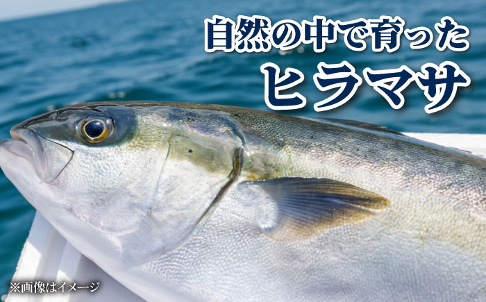 【期間限定】【12/27～1/3着】 ヒラス （ヒラマサ） アラ付き 養殖 下処理済 真空パック 刺身 ブロック（800g以上）【ひまわり】 [RBK006]