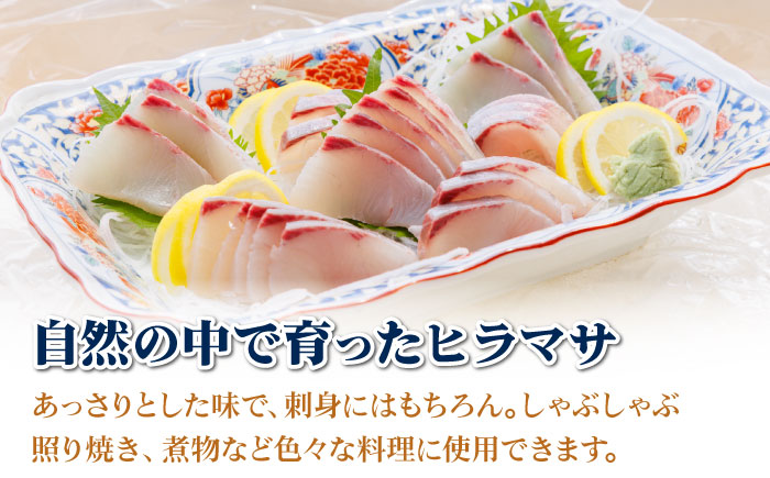 【期間限定】【12/27～1/3着】 ヒラス （ヒラマサ） 1本 4.0kg以上 養殖 刺身 しゃぶしゃぶ  【ひまわり】 [RBK008]