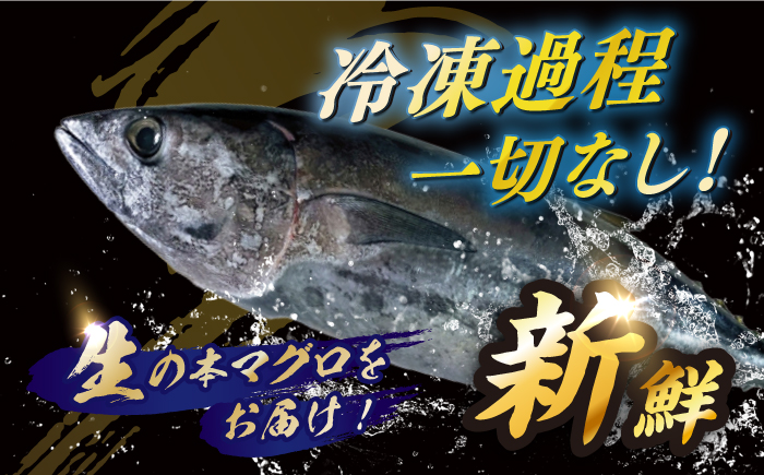 【長崎県養殖クロマグロ品評会最優秀賞！】 五島列島産養殖 生 本マグロ 赤身 中トロ 大トロ 計約800g マグロ まぐろ 鮪 刺身 ブロック 冷蔵 【上五島町漁業協同組合】 [RBN017]
