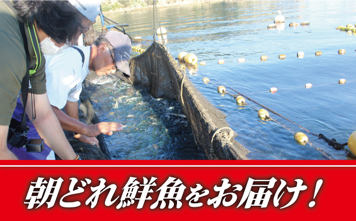 【朝どれ鮮魚をお届け！】 旬の鮮魚 詰め合わせ セット 3～5種類【松園水産】 [RBO011]
