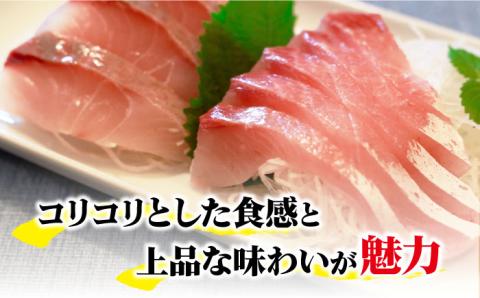 【コリコリ食感がたまらない！】 新上五島町産 養殖 ヒラマサ （ヒラス） 1本 魚介類 鮮魚 【カミティバリュー】 [RBP005]