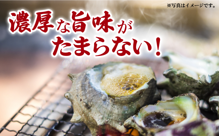 【コリコリ食感と濃厚な旨味！】 新上五島町産 新鮮 活サザエ 3kg 魚介類 鮮魚 【カミティバリュー】 [RBP020]