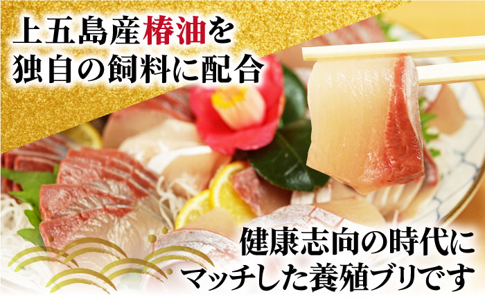 【2024年1月・2月・3月配送】【着日指定必須】  養殖 勝ち ブリ フィレ 2枚（1尾5kg程度の3枚おろし）【カミティバリュー】 [RBP086]