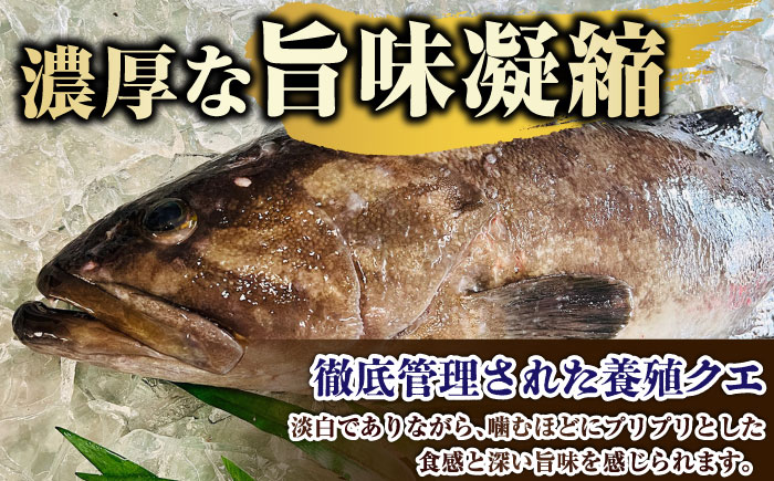 【五島列島直送】クエ鍋セット 1kg【有福水産】 [RBV009]