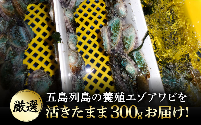 【小ぶりで料理に使いやすい！】 上五島産 養殖 ひとくち アワビ 厳選 300g 鮮魚 魚介類 【豊建設株式会社】 [RAE005]