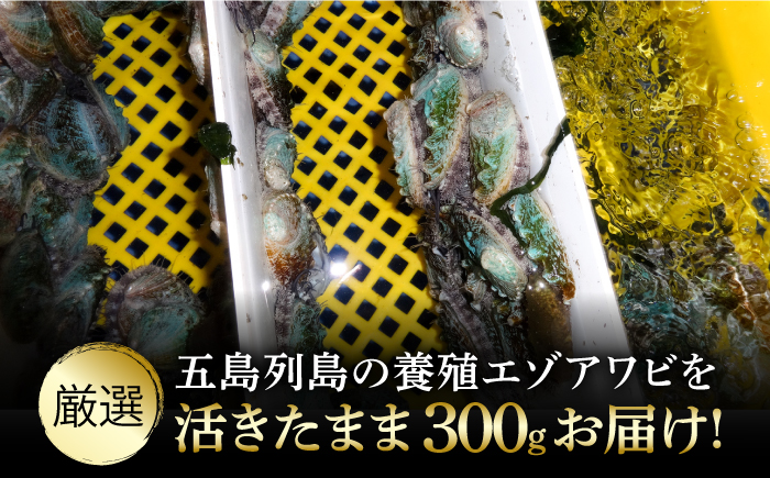 【全3回定期便】【活きたままお届け！】 上五島産 養殖 ひとくち アワビ 厳選 300g 鮮魚 魚介類 【豊建設株式会社】 [RAE015]
