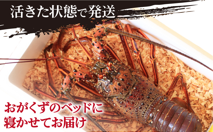 【限定数量】【五島列島の海の恵み】 特大 天然 活き 伊勢海老 1尾 1.1kg 魚介類 鮮魚 【有川町漁業協同組合】 [RBH001]