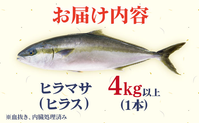 【期間限定】【12/27～1/3着】 ヒラス （ヒラマサ） 1本 4.0kg以上 養殖 刺身 しゃぶしゃぶ  【ひまわり】 [RBK008]