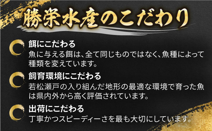 【2024年1月・2月・3月配送】【着日指定必須】  養殖 勝ち ブリ フィレ 2枚（1尾5kg程度の3枚おろし）【カミティバリュー】 [RBP086]