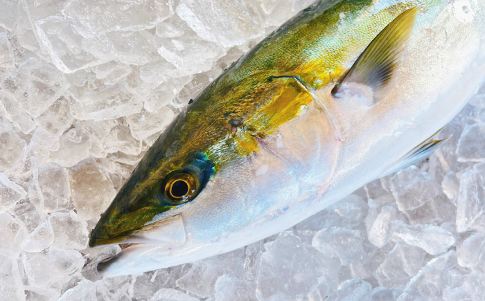 【五島列島直送】 養殖はまち 一本もの（約4.5kg）【有福水産】 [RBV008]