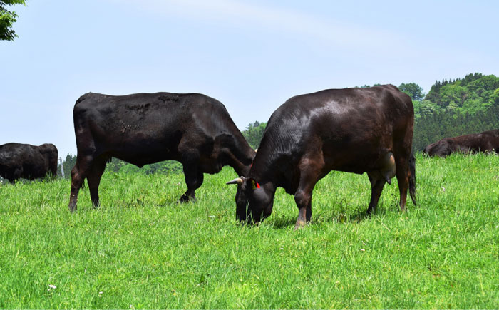 【うどん屋の特製だしが効いた】 五島牛入り うどん屋さんのビーフカレー 中辛 10袋セット 加工品 カレー 【ますだ製麺】 [RAM006]