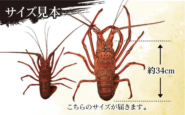 【限定数量】【五島列島の海の恵み】 特大 天然 活き 伊勢海老 1尾 1.1kg 魚介類 鮮魚 【有川町漁業協同組合】 [RBH001]