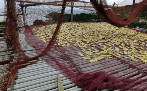 【もっちもちヘルシー！】かんころ餅 よもぎ 200g×10本【国見屋】 [RBO019]