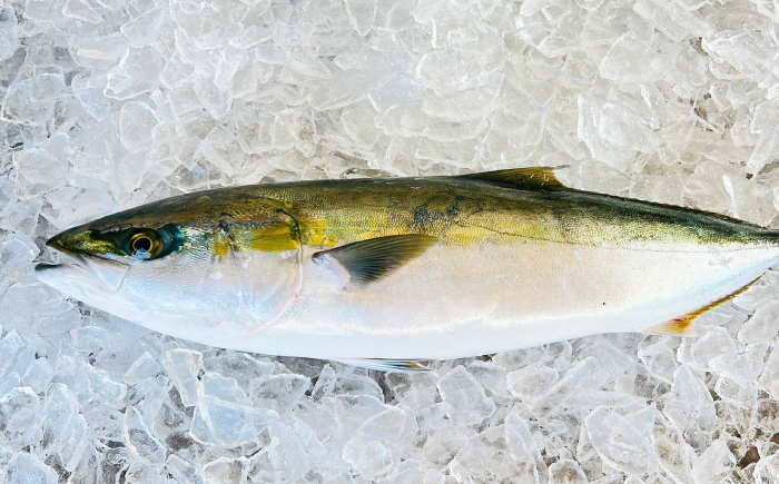 【五島列島直送】 養殖はまち 一本もの（約4.5kg）【有福水産】 [RBV008]