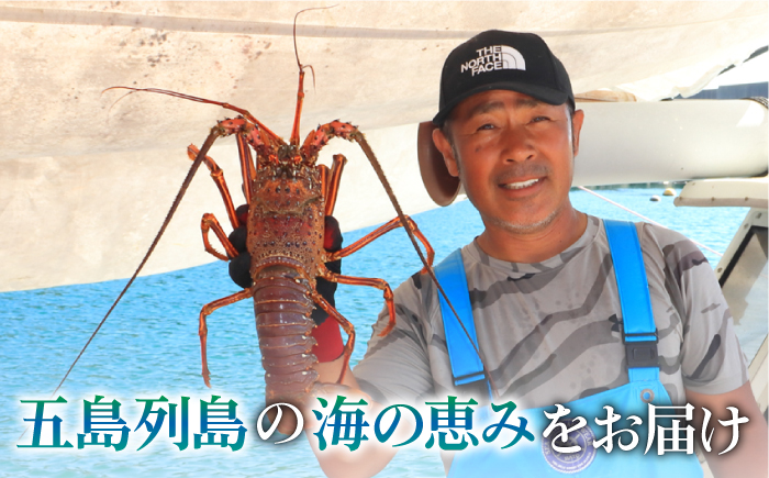 【限定数量】【五島列島の海の恵み】 特大 天然 活き 伊勢海老 1尾 1.1kg 魚介類 鮮魚 【有川町漁業協同組合】 [RBH001]
