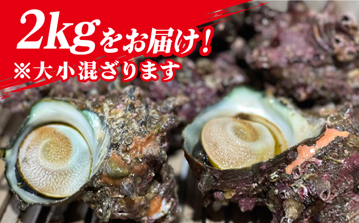 【その日に獲れたものをその日に発送！】 鮮度抜群 新上五島町産 活サザエ 殻付き2kg 魚介類 鮮魚 【ひまわり】 [RBK001]
