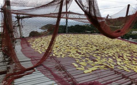 【もっちもちヘルシー！】 かんころ餅 プレーン 200g×10本【国見屋】 [RBO017]