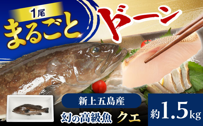 【幻の超高級魚をご家庭で】養殖 クエ まるごと 1.5kg×1尾【豊建設株式会社】 [RAE018]