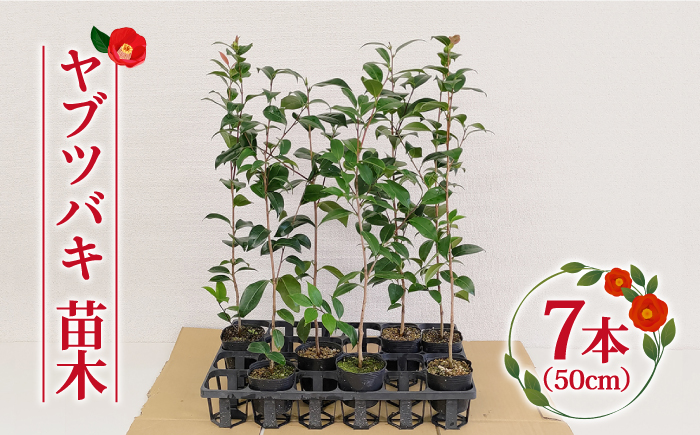 ヤブツバキ 苗木 50cm×7本 椿 【ごとう椿苗木生産グループ】 [RBJ002]