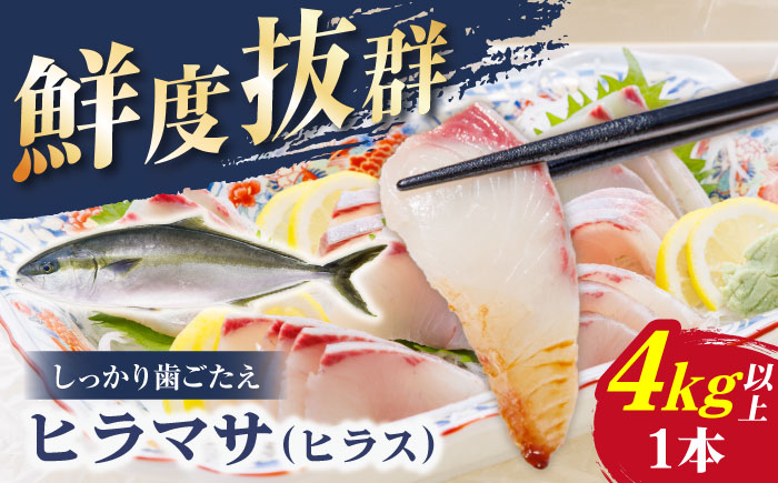 【血抜き、内臓処理済み！】ヒラス （ヒラマサ） 1本 4.0kg以上 養殖 刺身 しゃぶしゃぶ 魚介類 鮮魚 【ひまわり】 [RBK005]